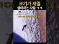 미리보기 그림 - [영상] 모기가 제일 싫어하는 사람 (천연 방충망 레전드)